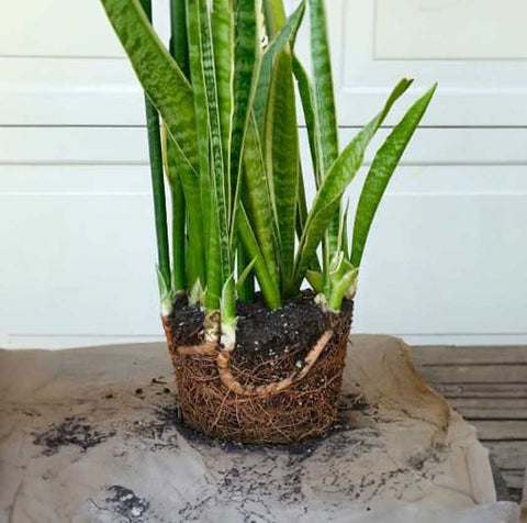 plant shock after repotting