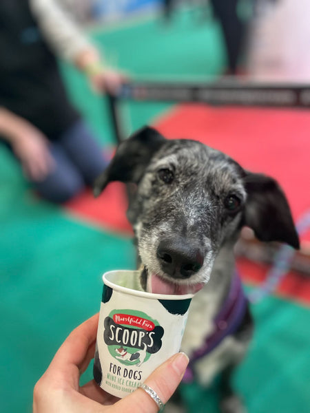 scoops-mint-ice-cream-for-dogs
