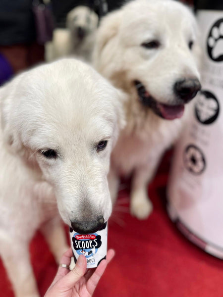 scoops-vanilla-ice-cream-for-dogs-crufts