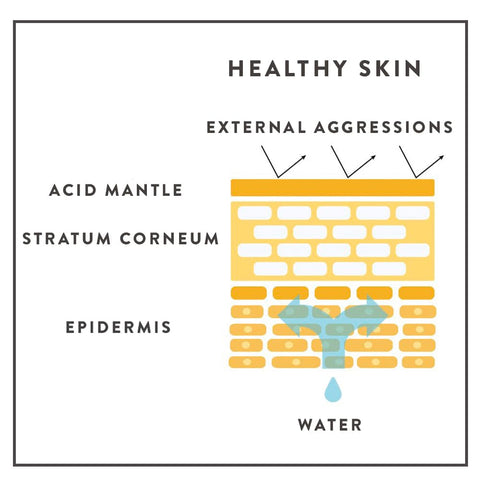 blog-composition-of-the-skin-barrier-acid-mantle-stratum-corneum