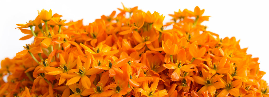 flores-naranja-cosmetica-natural-umoa