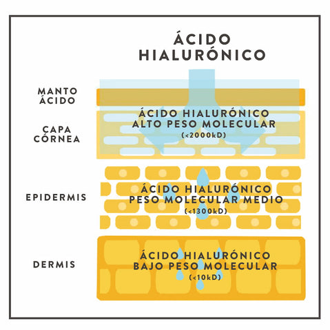 ilustración-acción-pentración-acido-hialurónico-diferentes-pesos