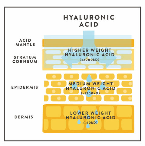 ilustration-action-pentration-hyaluronic-acid-different-weights