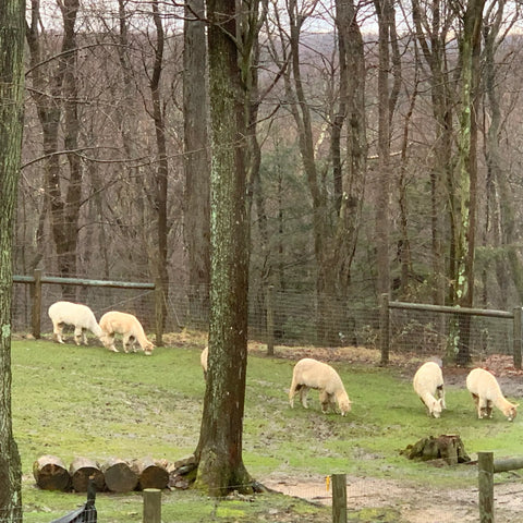 Laurel Highlands Alpacas Pennsylvania alpacamom.com PA alpacas