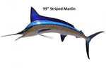 Marlin, Striped