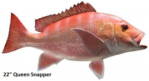 30 Cubera Snapper (Left) – IGFA Store