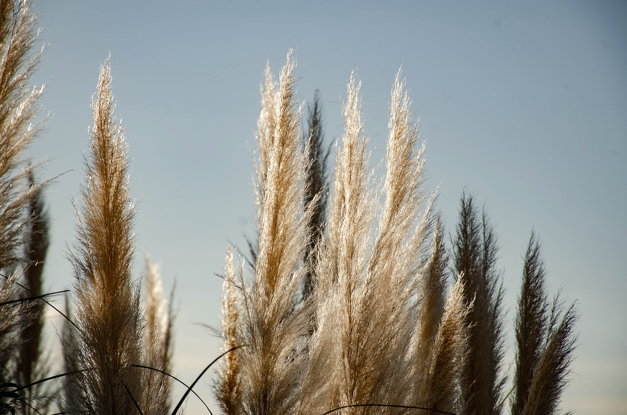 Quand couper les herbes de la pampa ?