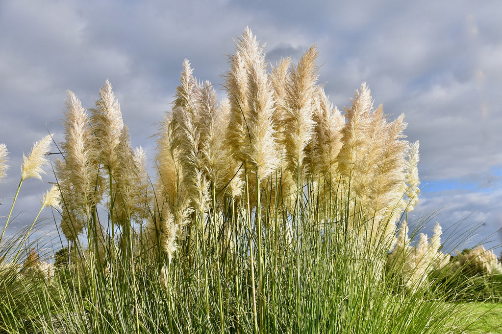 Quand couper les herbes de la pampa.