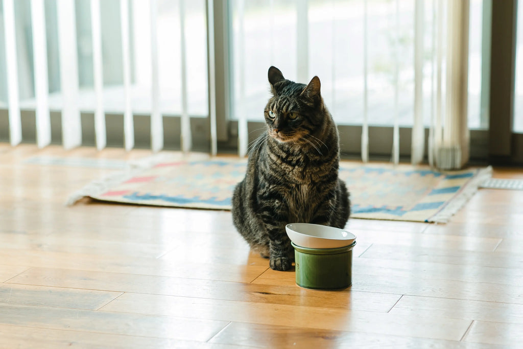 室内の木製の床上に座っている縞模様の猫と、その隣に置かれた緑の陶器の食器