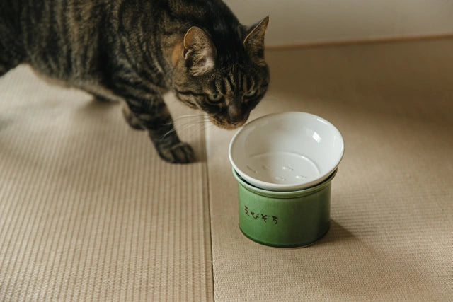 猫がおりべ色のねこ茶碗を覗き込んでいる画像。ねこ茶碗には「えびぞう」と書かれたラベルがあり、茶色の猫が白い内側を見ている様子が映っている。茶碗は畳の上に置かれており、日本の伝統的な室内装飾の中でのねこ茶碗の使い方が垣間見える