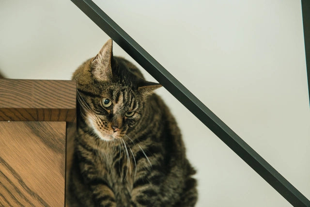 白い壁の隅、木製の階段に座っている縞模様の猫の画像。その側面には黒い金属の手すりが見え。手すりと階段の隙間から猫は下を覗いて見ている