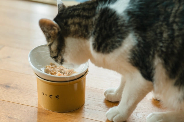 木製の床に置かれたベージュ色の台座付きの白いねこ茶碗から食事をしている猫の画像。ねこ茶碗には「いくら」と書かれており、中にはウェットフードが入っている。猫は白と灰色の毛色をしている。
