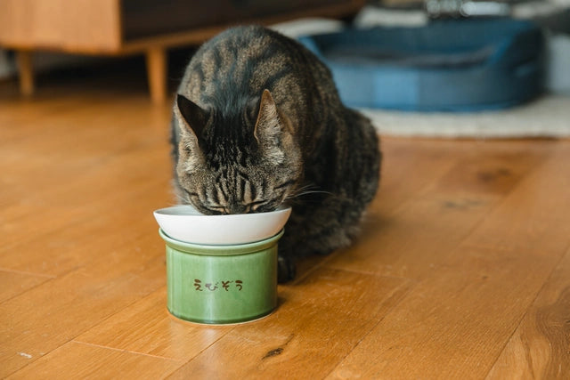 緑色の台座がついた白いねこ茶碗から食事をしている縞模様の猫の画像。ねこ茶碗には「えびぞう」と名入れが付けられており、猫は床に座って食べている。背景には部屋の一部と青いクッションがぼんやりと見える。