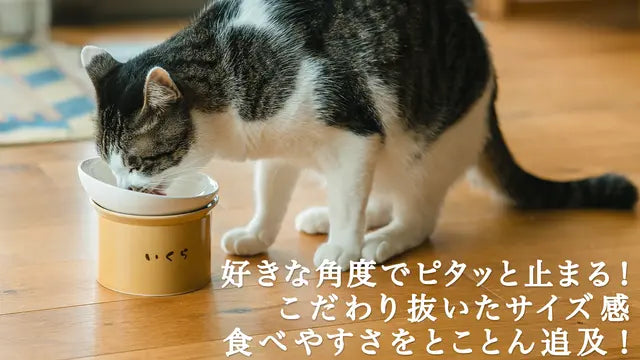 猫が黄瀬戸色のねこ茶碗からご飯を食べている画像。茶碗には「いくら」と名入れがされている。画像右下部には日本語のテキストがあり、「好きな場所でピタッと止まる！こだわり抜いたサイズ感 食べやすさとことん追及！」と書かれている。