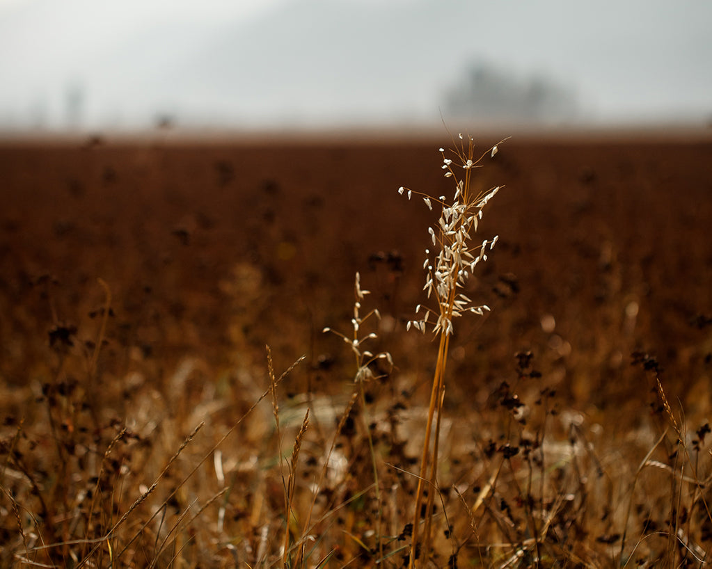 buckwheat field