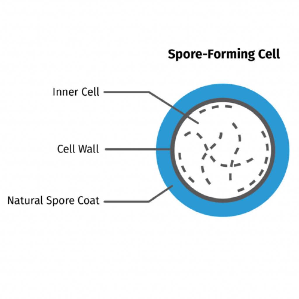 spore forming cell diagram probiotic tea