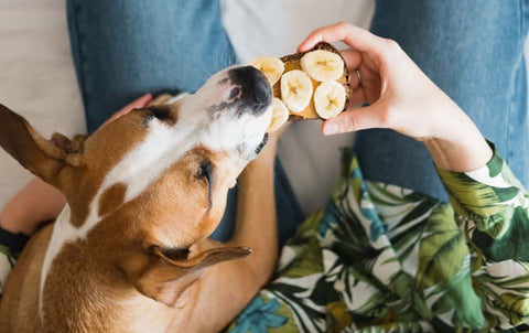 Banana healthy for dogs