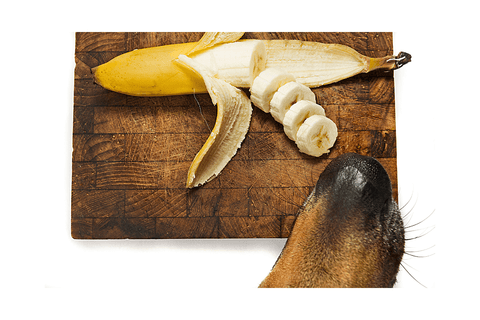 Banana peel toxic to dogs