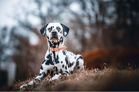 Nutrition of Dalmatians