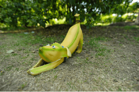 Banana for the dog