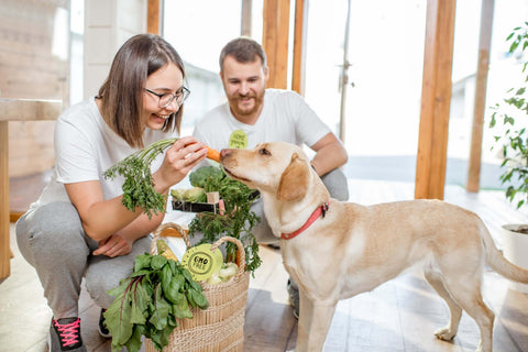 Gesunde Fütterung beim Hund