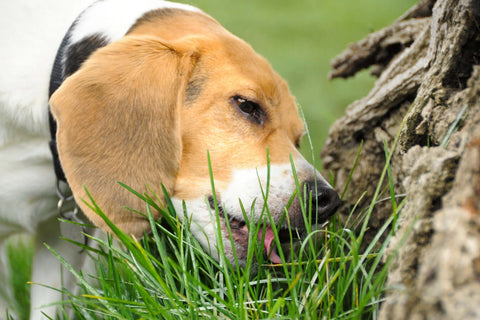 Grasfressen bei Hunden