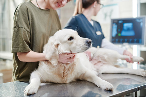 Häufige Hundekrankheiten