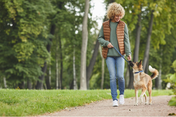 Grundstein der Sicherheit für den Hund