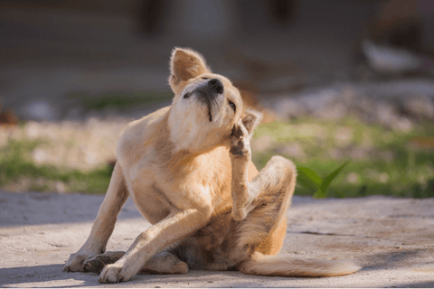 Hund kratzt sich wegen Allergien