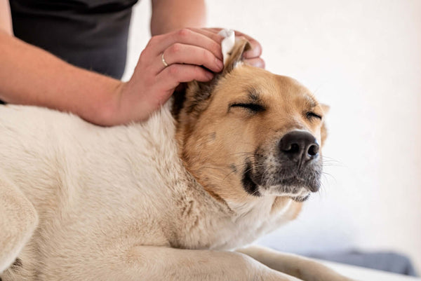 Allergien bei Hunden