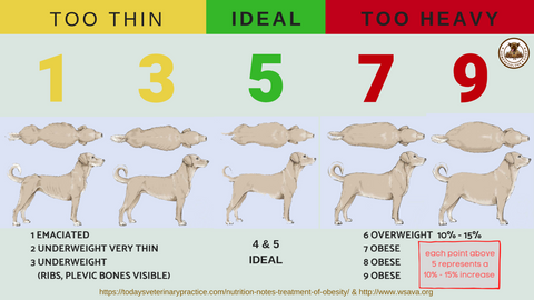 how do you know if your dog is too thin