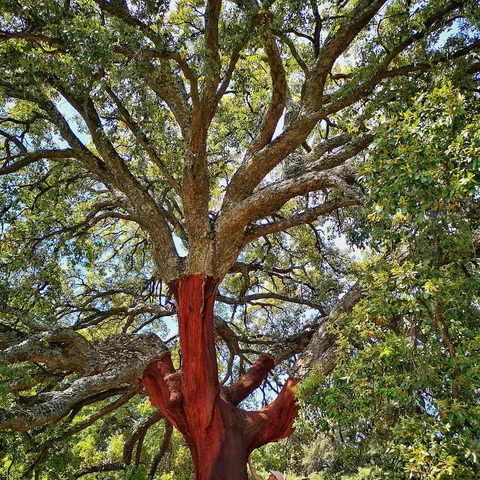 Árbol Alcornoque - Sophie's in Jupiter