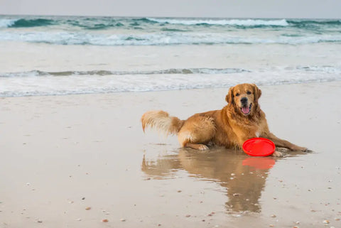 Golden Retriever with healthy coat playing with frisbee by the ocean
