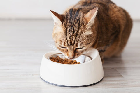 Dry cat food in white bowl in front of cat