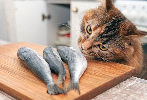 Curious cat sniffing raw fish on cutting board