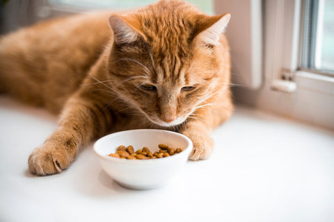 A bengal cat eating wet food