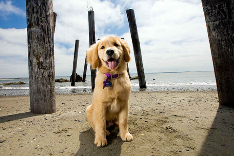 Golden retriver puppy at beach