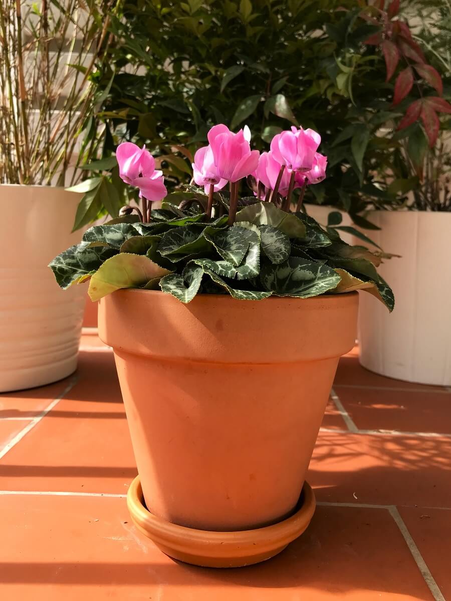 Cyclamen mini - Flores de invierno – Balconea plants