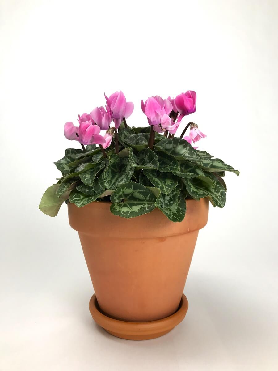 Cyclamen mini - Flores de invierno – Balconea plants