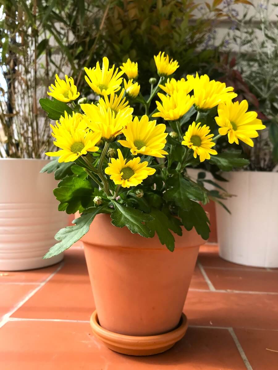 Crisantemo - Plantas de otoño con flor – Balconea plants