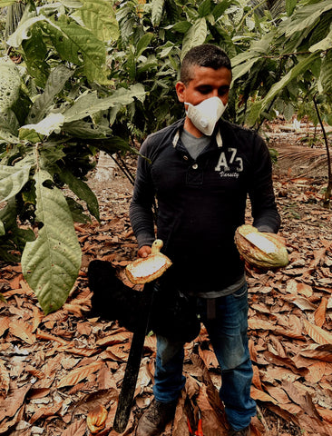 man holding large cacao pods on a cacao farm