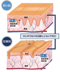 リビジョンスキンケア DEJについて