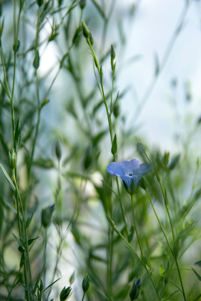 close up of a flowering flax plant