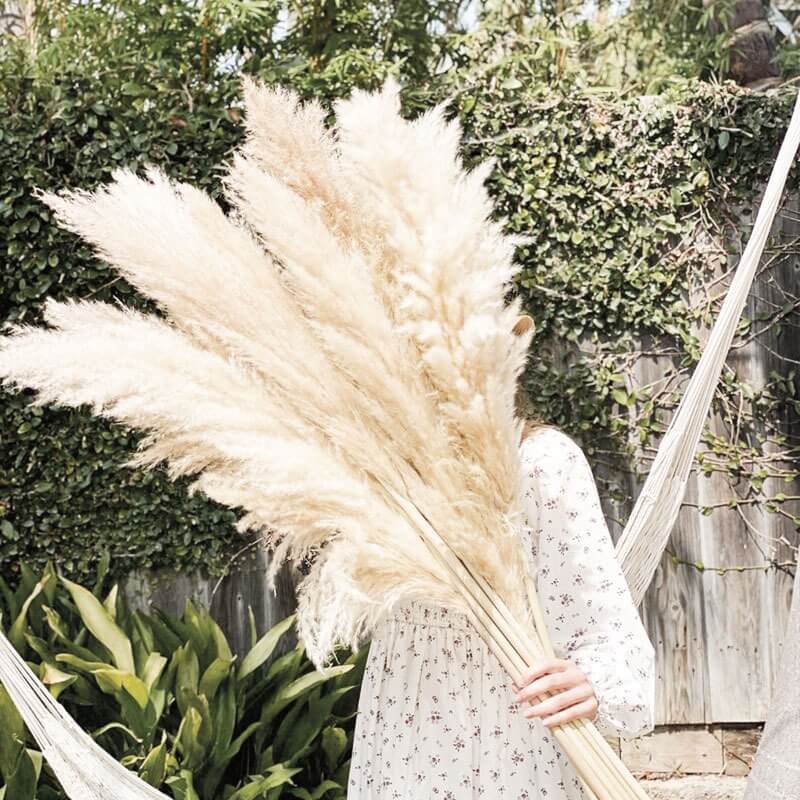 Bouquet d'Herbe de la Pampas, Fleurs Séchées | Pampa-Artisanat