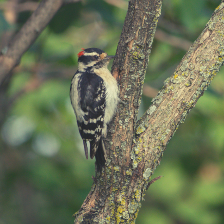 Dog Worried about Woodpecker 