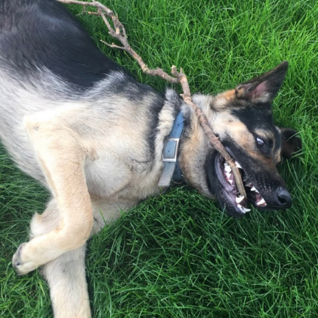 German Shepard with a Chew Stick
