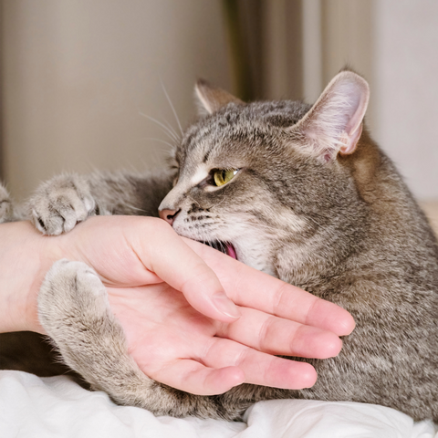 Cat Biting Hand