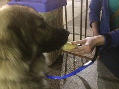 Ice Cream Treat for Extra Large Dog