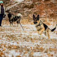 German Shepard Chasing Stick Fall