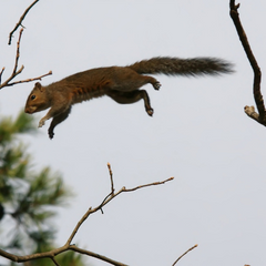 Dog Catched Squireel in Mid Air